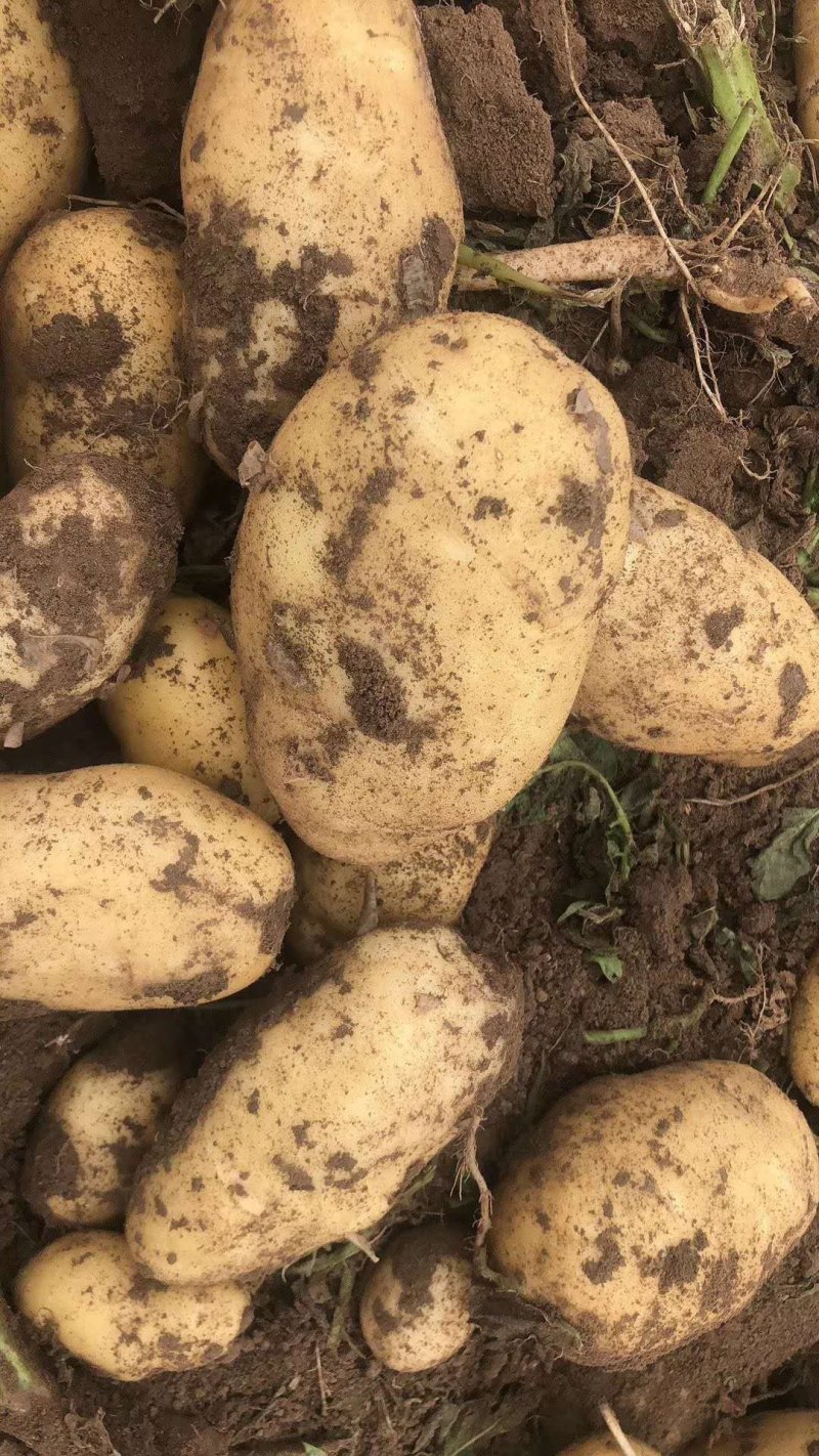荷兰十五土豆大量供应产地直发全国货源充足