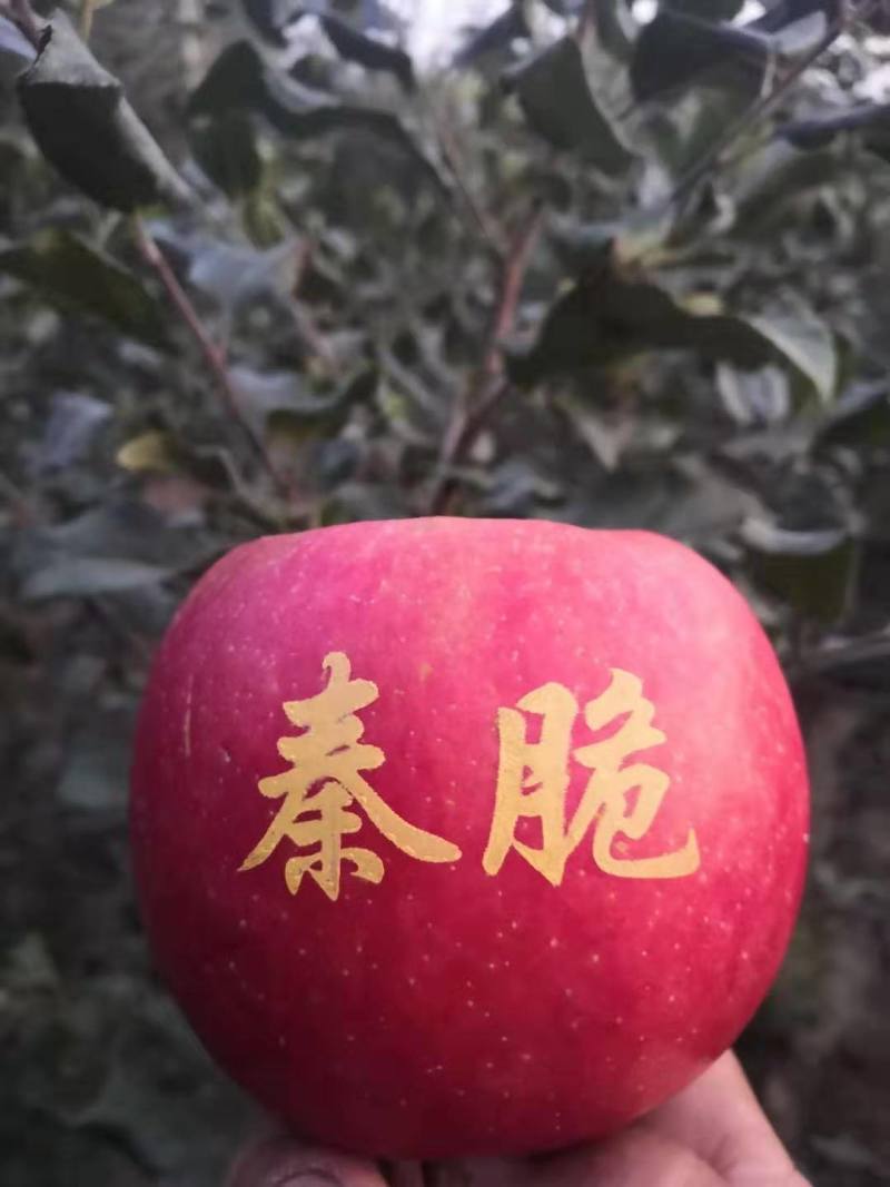 【苹果苗】秦脆苹果苗阳历9月份成熟的苹果品种包技术指导