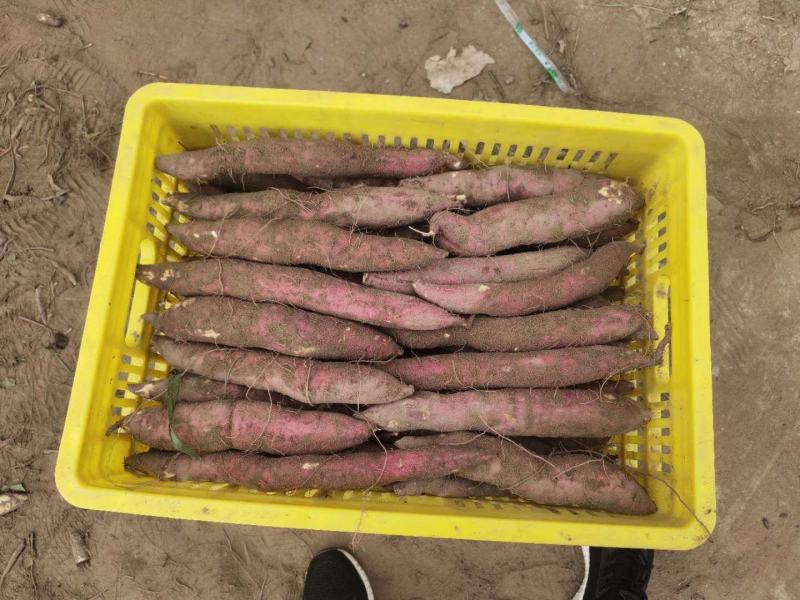 陕西板栗薯招代理一件代发全国无死角发货包邮