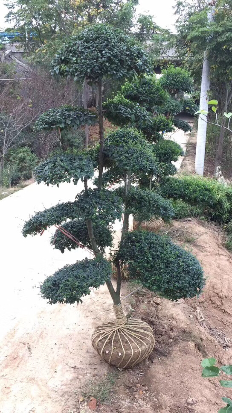小叶女贞造型精品货，自己家苗圃货源，价格实在