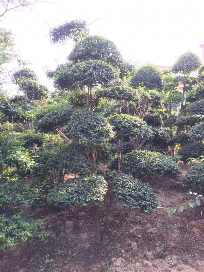 小叶女贞造型精品货，自己家苗圃货源，价格实在