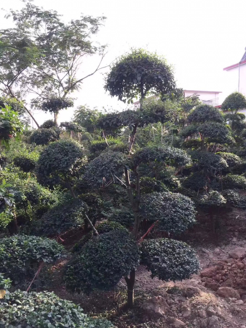 小叶女贞造型精品货，自己家苗圃货源，价格实在