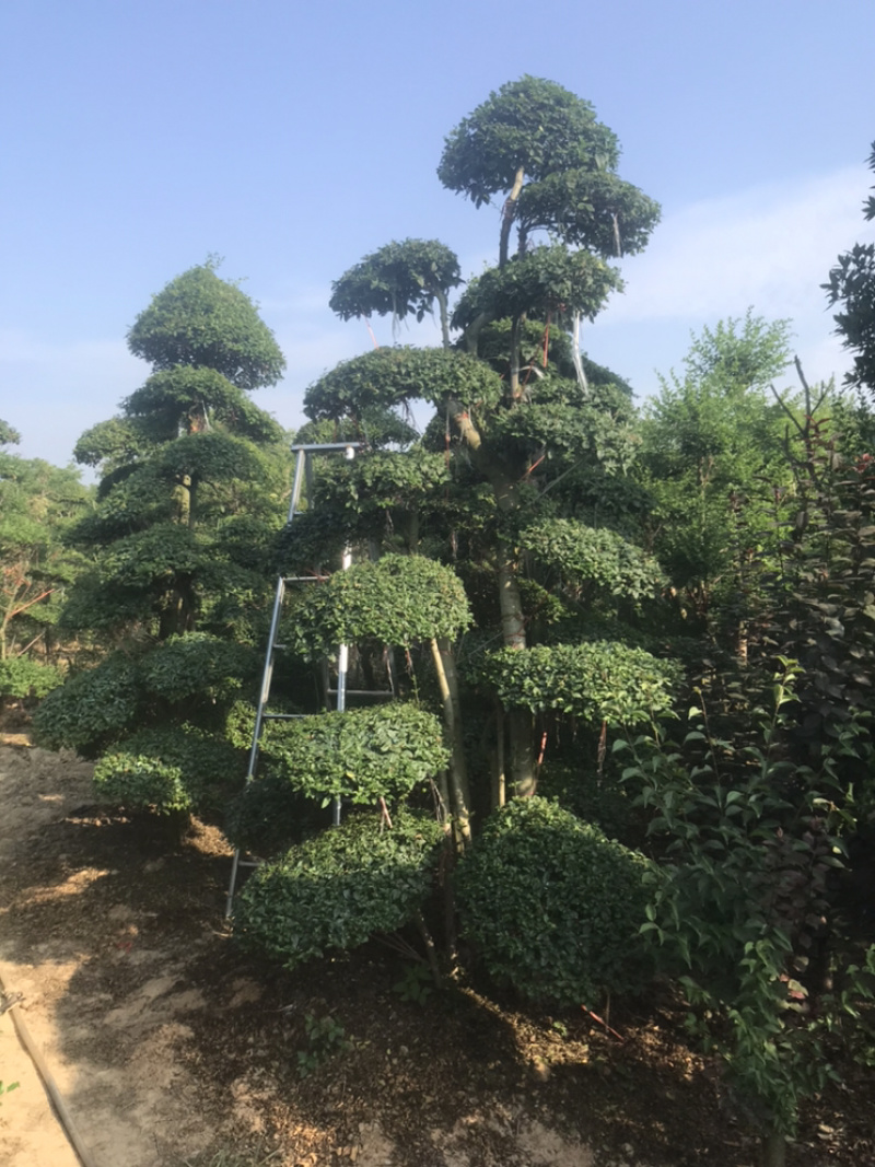 小叶女贞造型精品货，自己家苗圃货源，价格实在