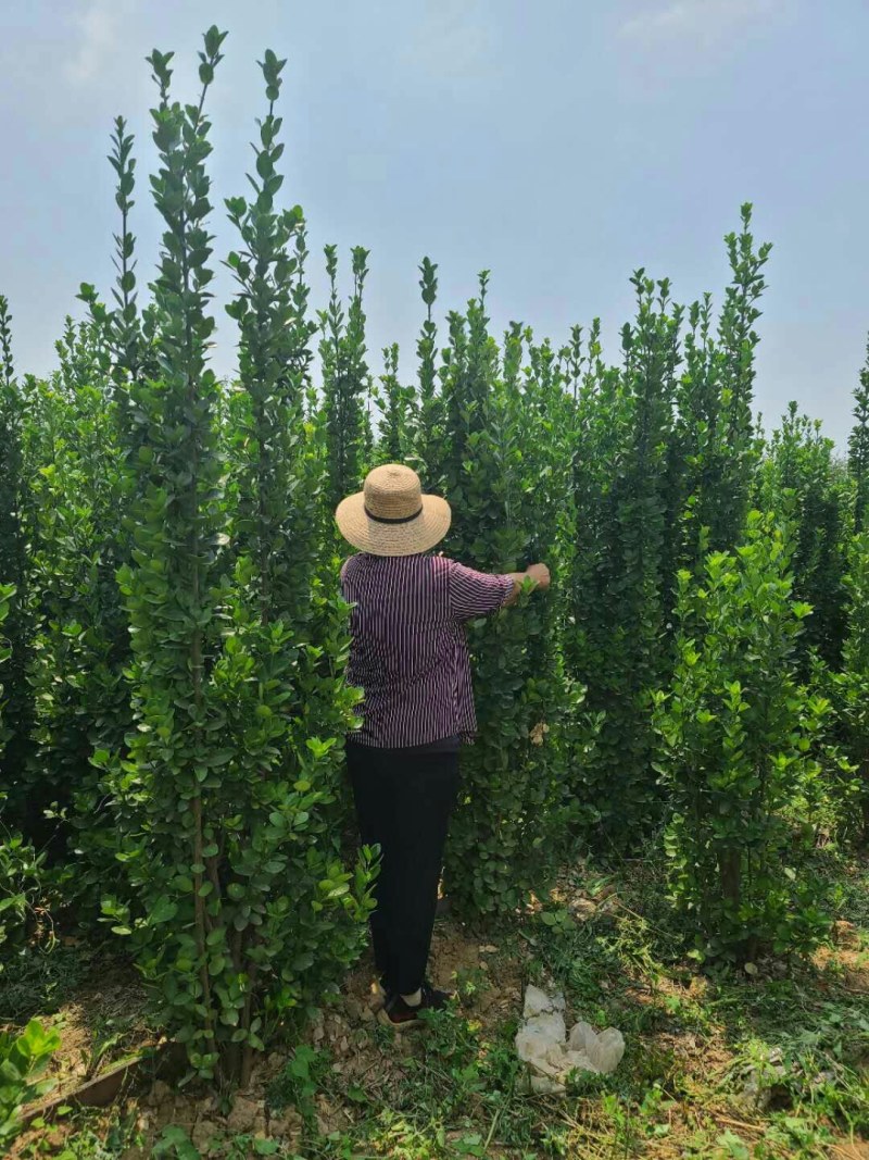 北海道，基地供应，树形优美，质量保障
