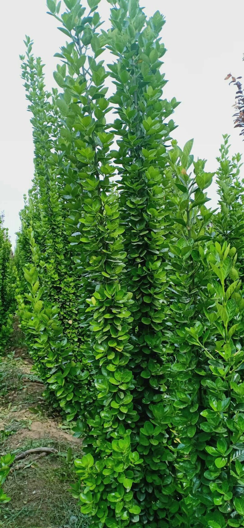 北海道，基地供应，树形优美，质量保障