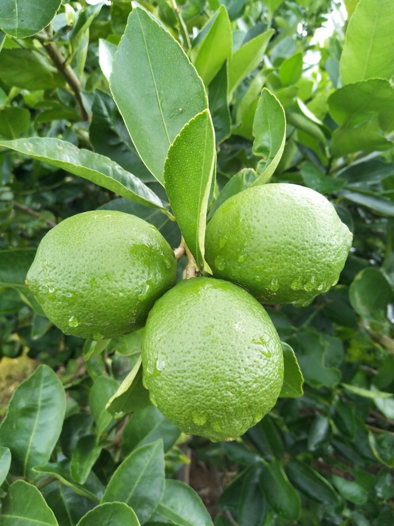 台湾无籽青柠檬，皮薄汁多，味道浓香。