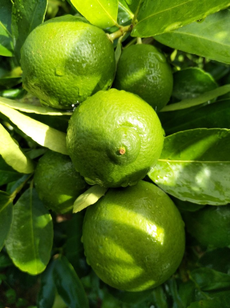 台湾无籽青柠檬，皮薄汁多，味道浓香。