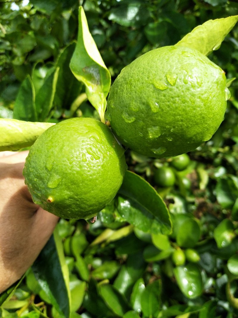 台湾无籽青柠檬，皮薄汁多，味道浓香。