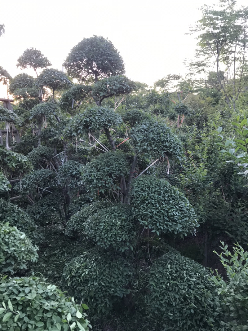 小叶女贞造型精品货，自己家苗圃货源，价格实在