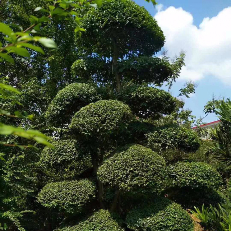 小叶女贞造型精品货，自己家苗圃货源，价格实在