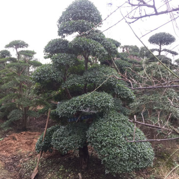 小叶女贞造型精品货，自己家苗圃货源，价格实在