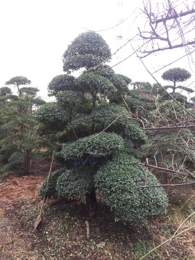 小叶女贞造型精品货，自己家苗圃货源，价格实在