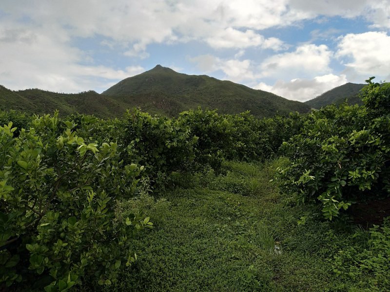 台湾无籽青柠檬，皮薄汁多，味道浓香。