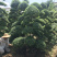 小叶女贞造型精品货，自己家苗圃货源，价格实在