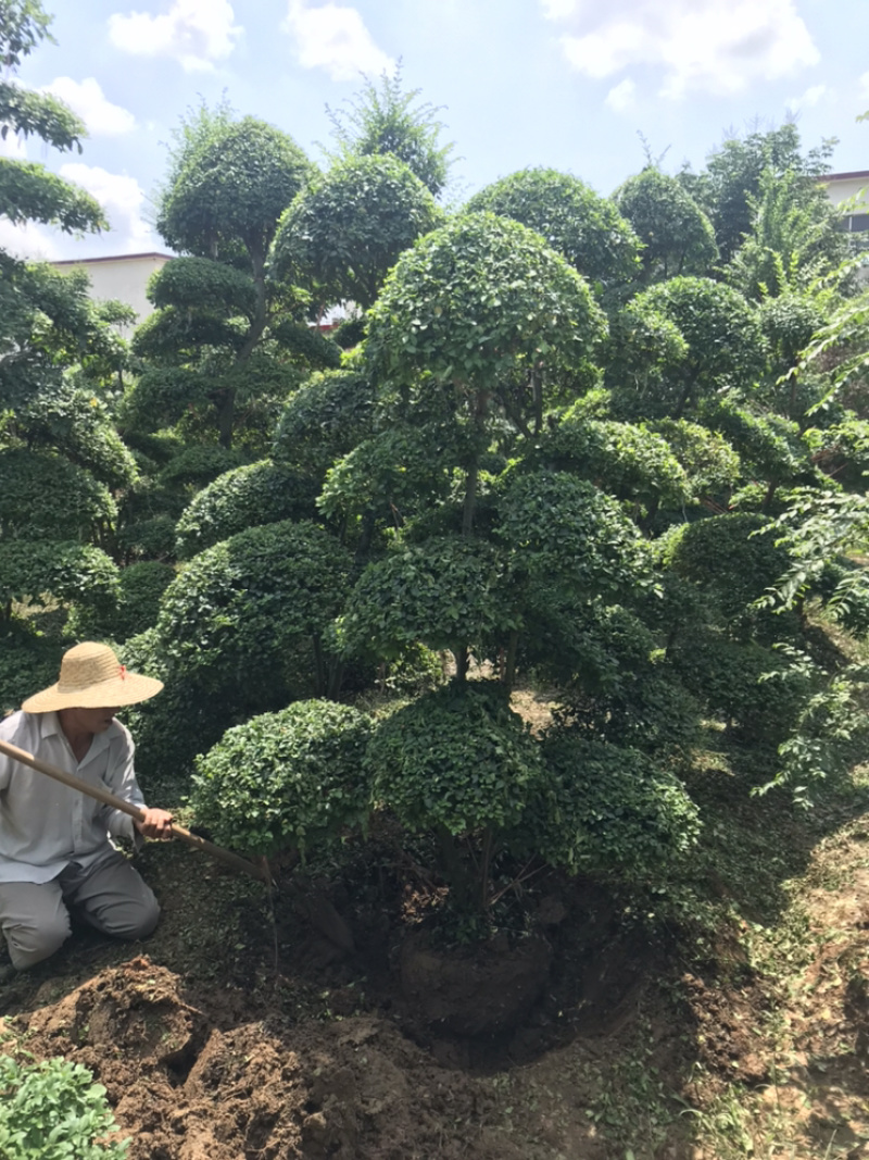 小叶女贞造型精品货，自己家苗圃货源，价格实在