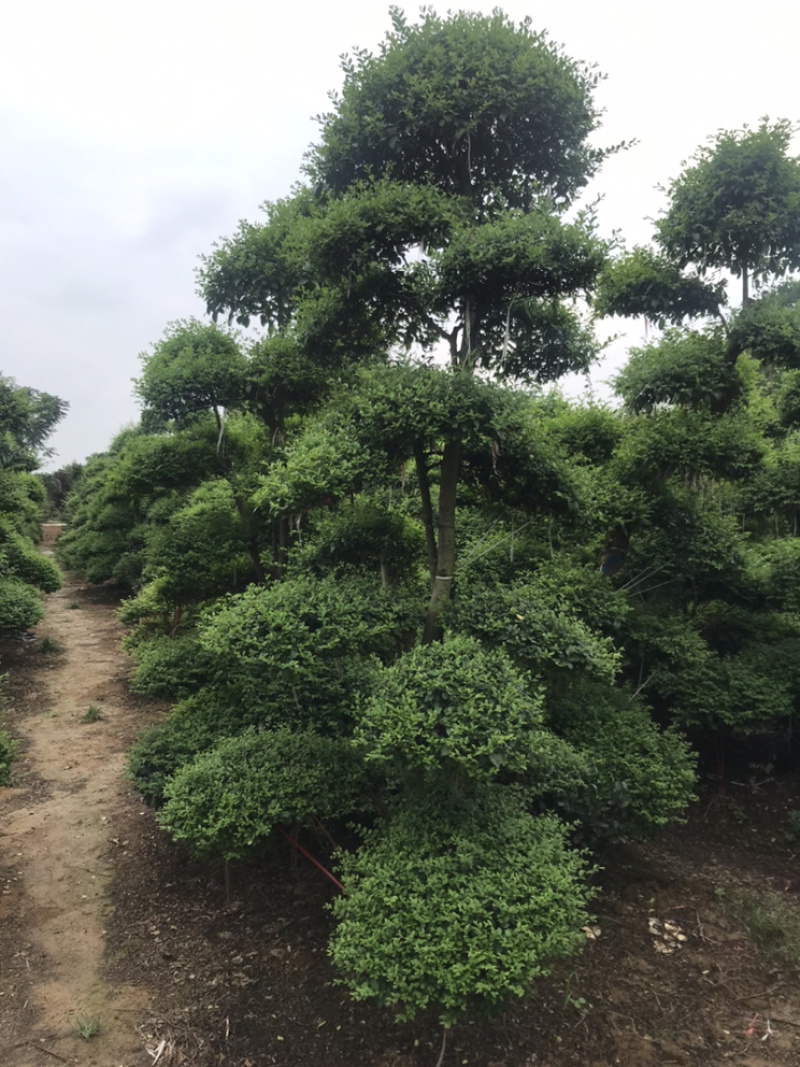 小叶女贞造型精品货，自己家苗圃货源，价格实在