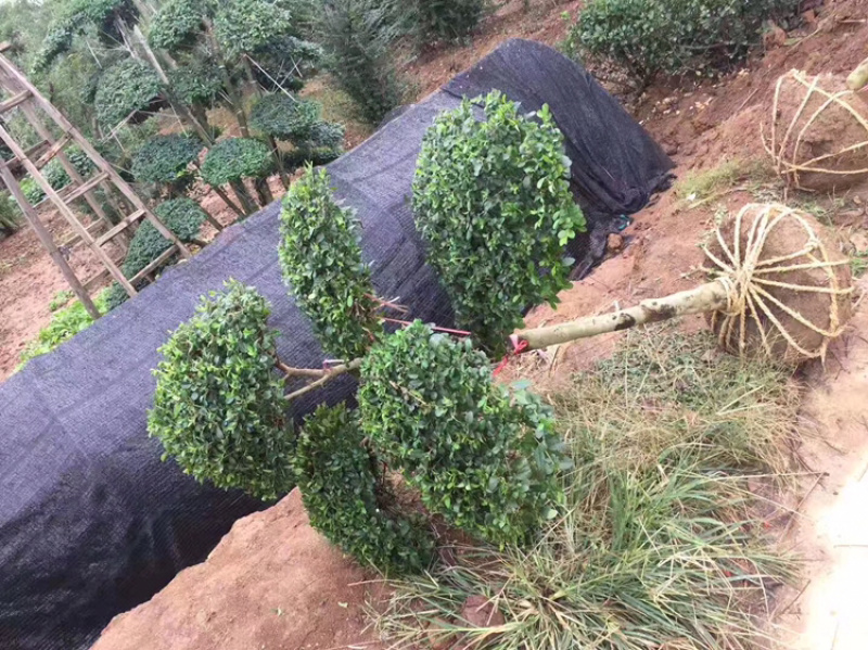 小叶女贞造型精品货，自己家苗圃货源，价格实在