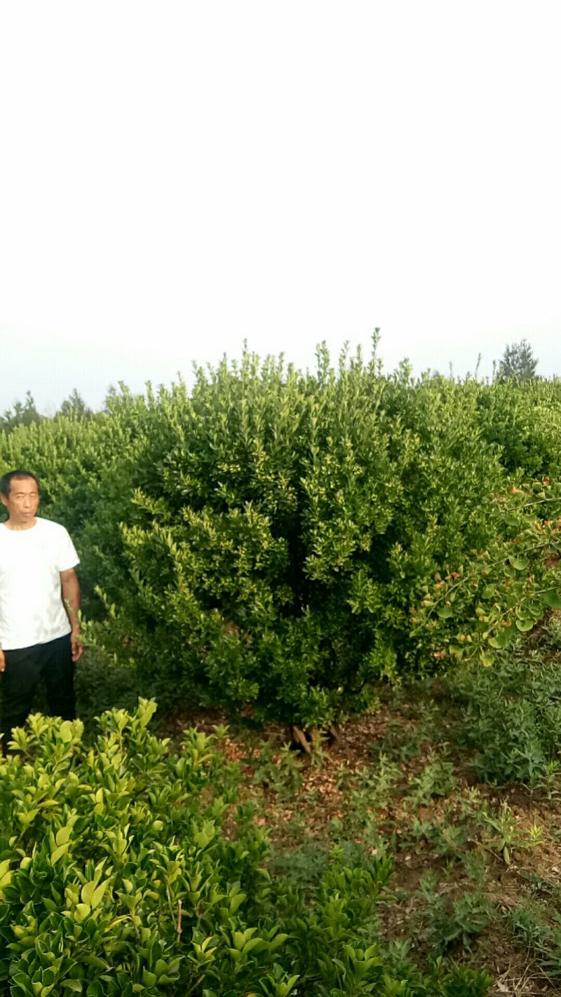 东青球，冬青苗，树形优美，质量保障，基地大量供应
