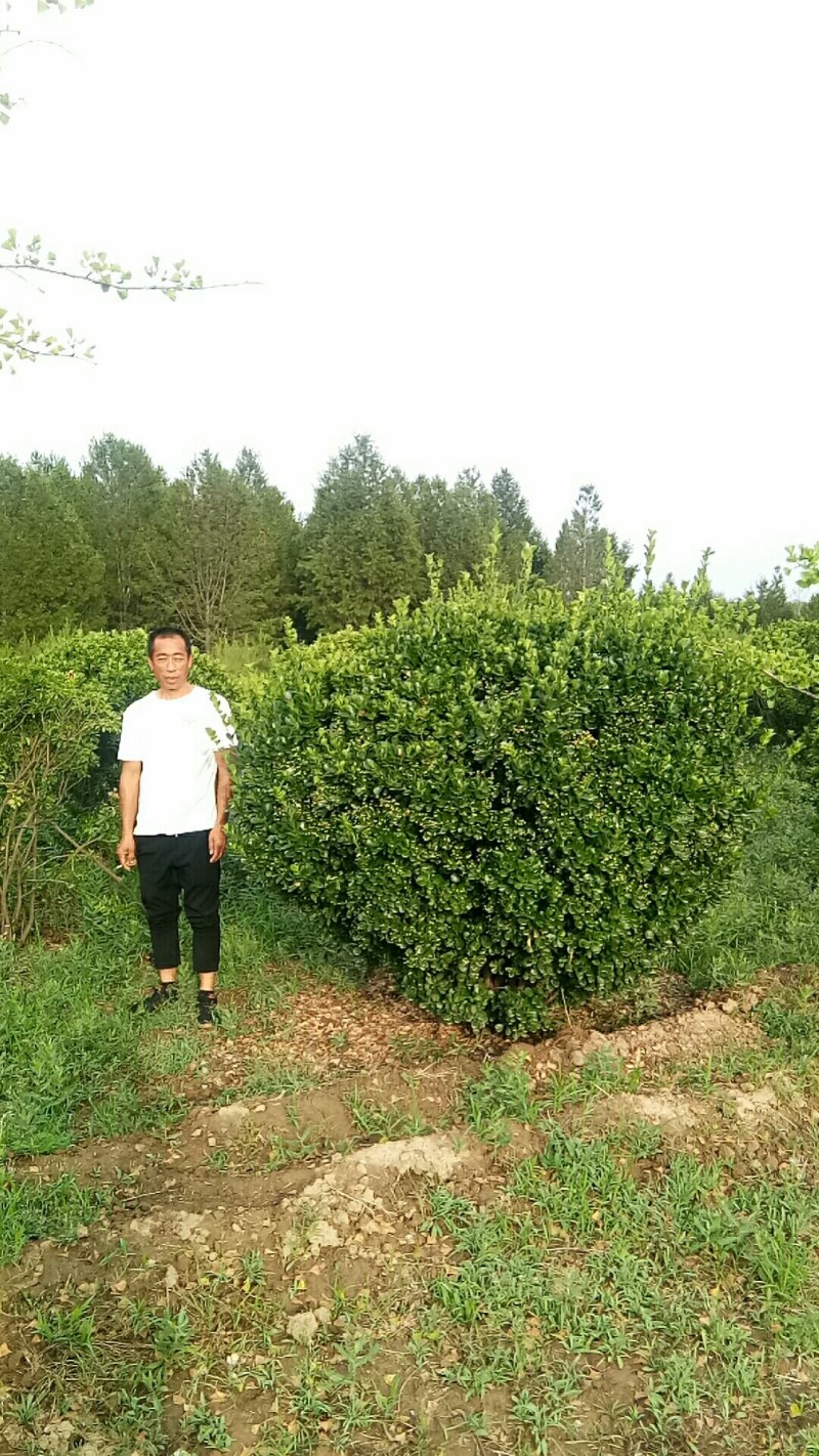 东青球，冬青苗，树形优美，质量保障，基地大量供应