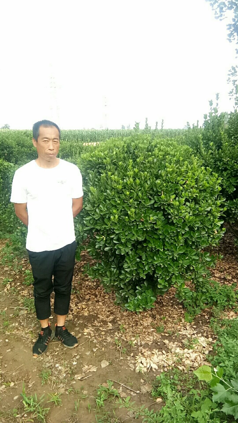 东青球，冬青苗，树形优美，质量保障，基地大量供应