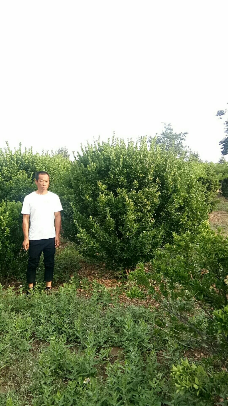 东青球，冬青苗，树形优美，质量保障，基地大量供应