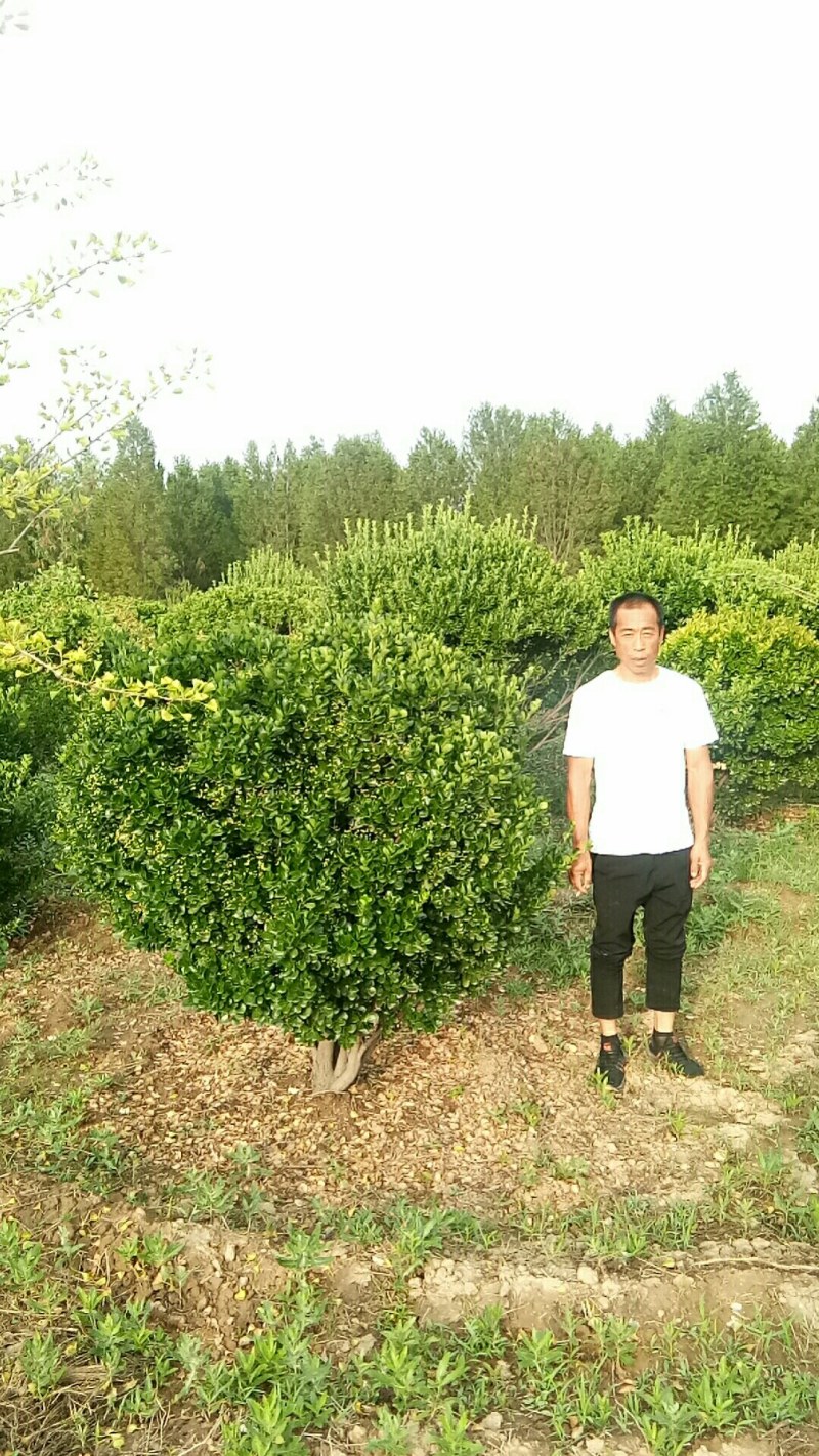 东青球，冬青苗，树形优美，质量保障，基地大量供应