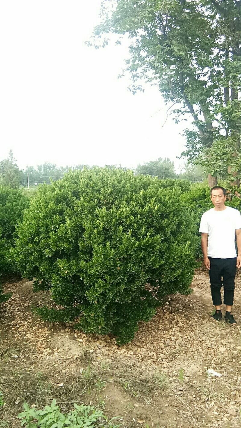 东青球，冬青苗，树形优美，质量保障，基地大量供应
