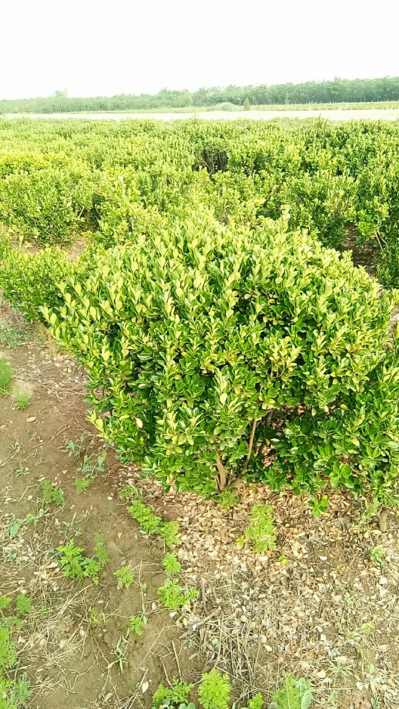 东青球，冬青苗，树形优美，质量保障，基地大量供应