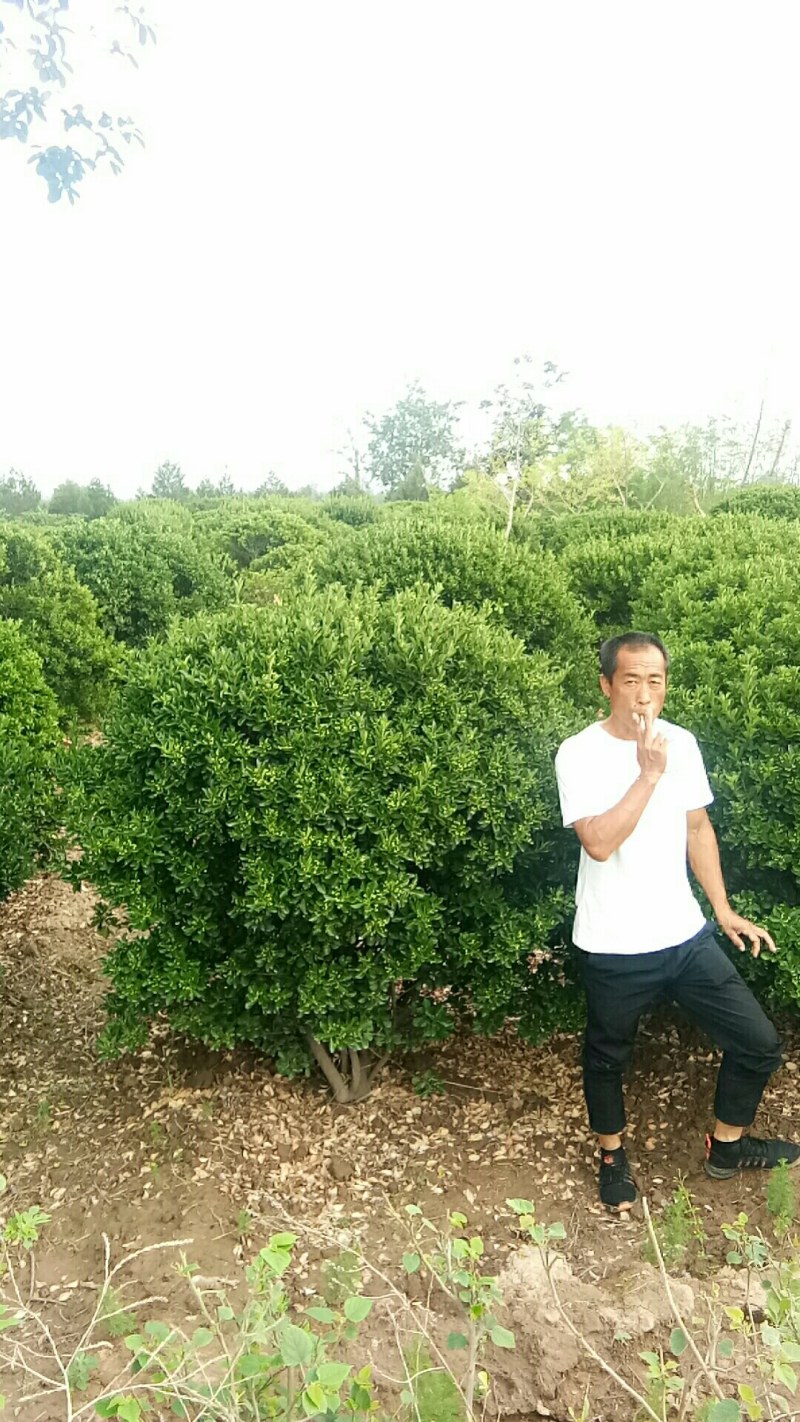 东青球，冬青苗，树形优美，质量保障，基地大量供应
