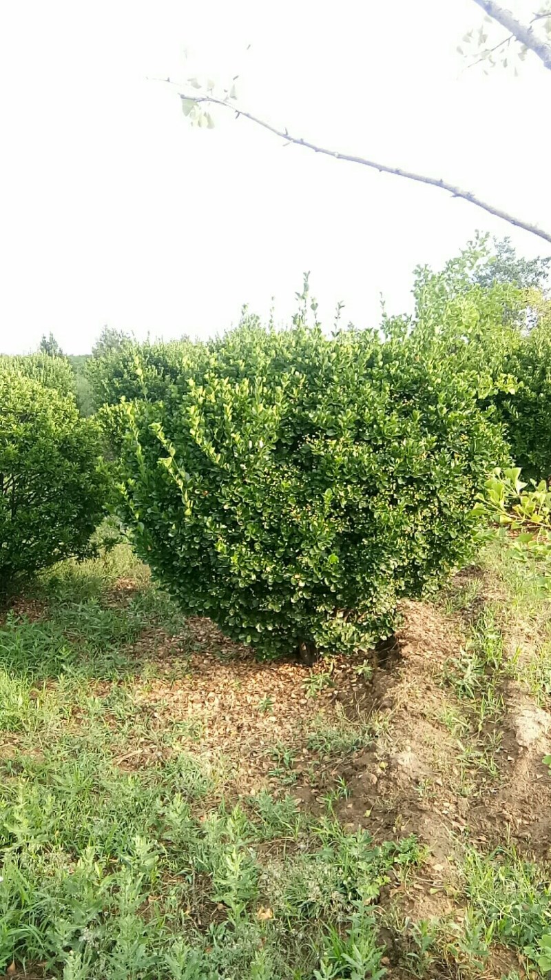 东青球，冬青苗，树形优美，质量保障，基地大量供应