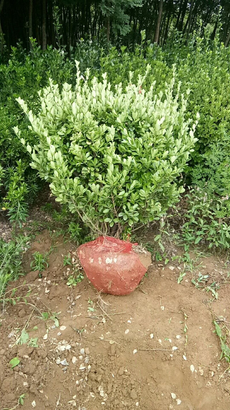 东青球，冬青苗，树形优美，质量保障，基地大量供应