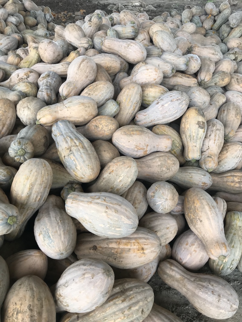 金船一个半蜜本南瓜，海南八所质量保证基地直上自然全黄！