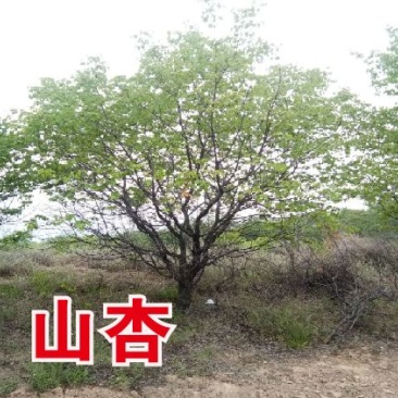 山杏树，树形优美，质量保障，成活率高，基地大量供应