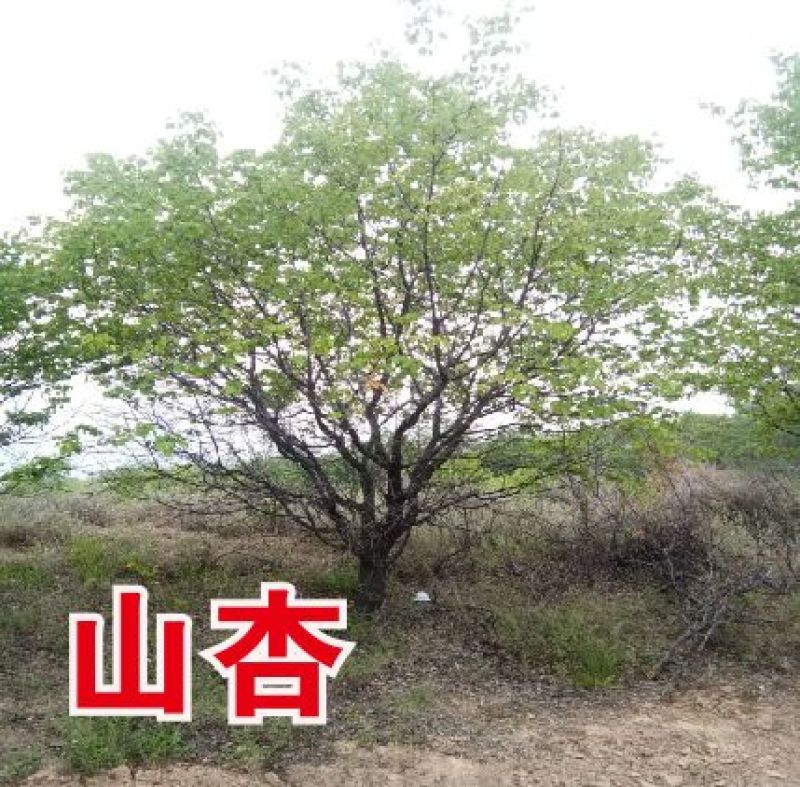 山杏树，树形优美，质量保障，成活率高，基地大量供应