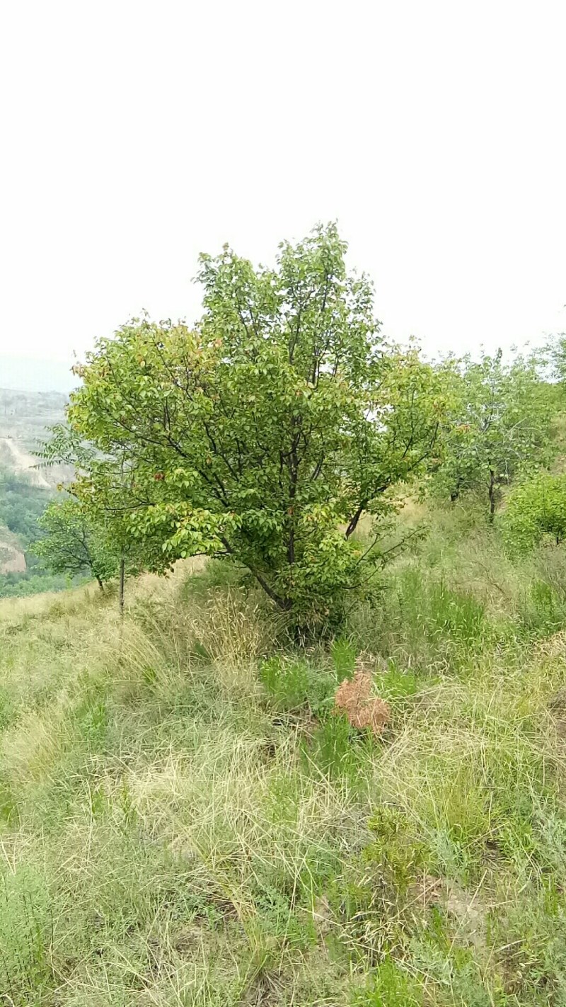 山杏树，树形优美，质量保障，成活率高，基地大量供应