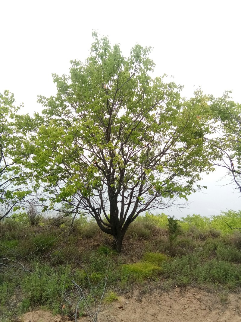 山杏树，树形优美，质量保障，成活率高，基地大量供应