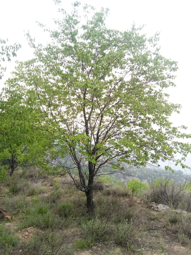 山杏树，树形优美，质量保障，成活率高，基地大量供应