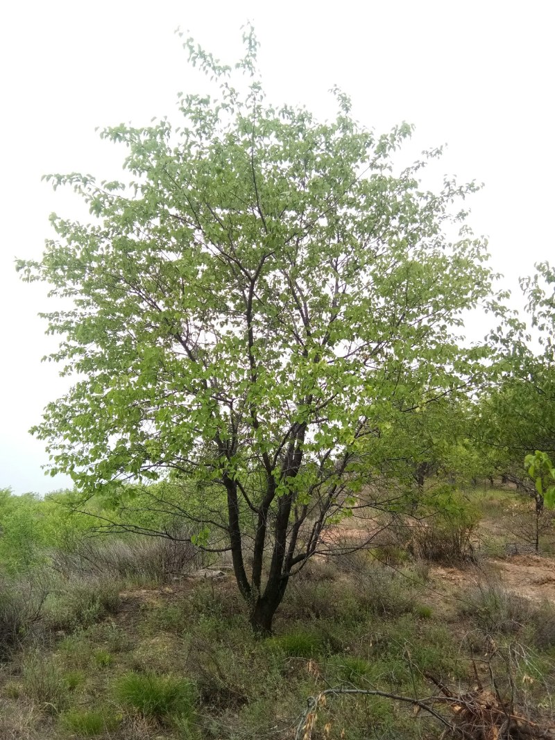 山杏树，树形优美，质量保障，成活率高，基地大量供应