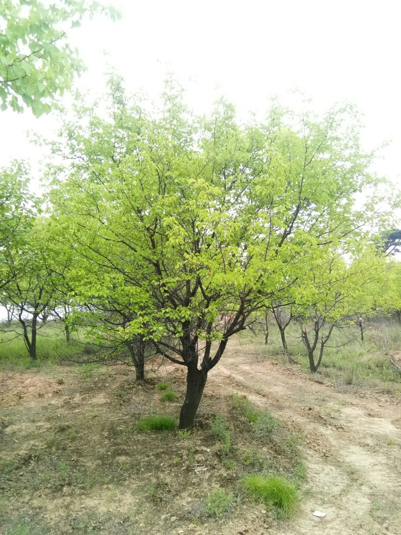 山杏树，树形优美，质量保障，成活率高，基地大量供应