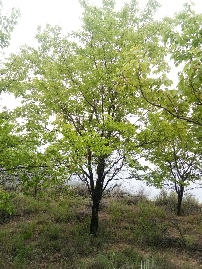 山杏树，树形优美，质量保障，成活率高，基地大量供应