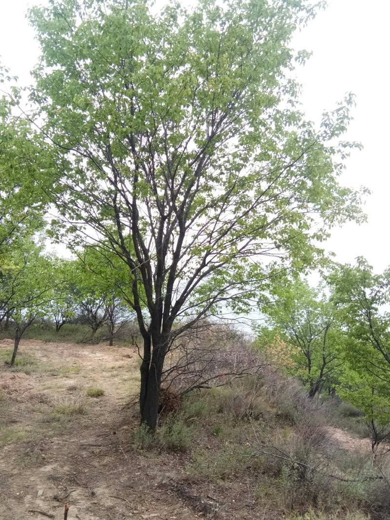 山杏树，树形优美，质量保障，成活率高，基地大量供应