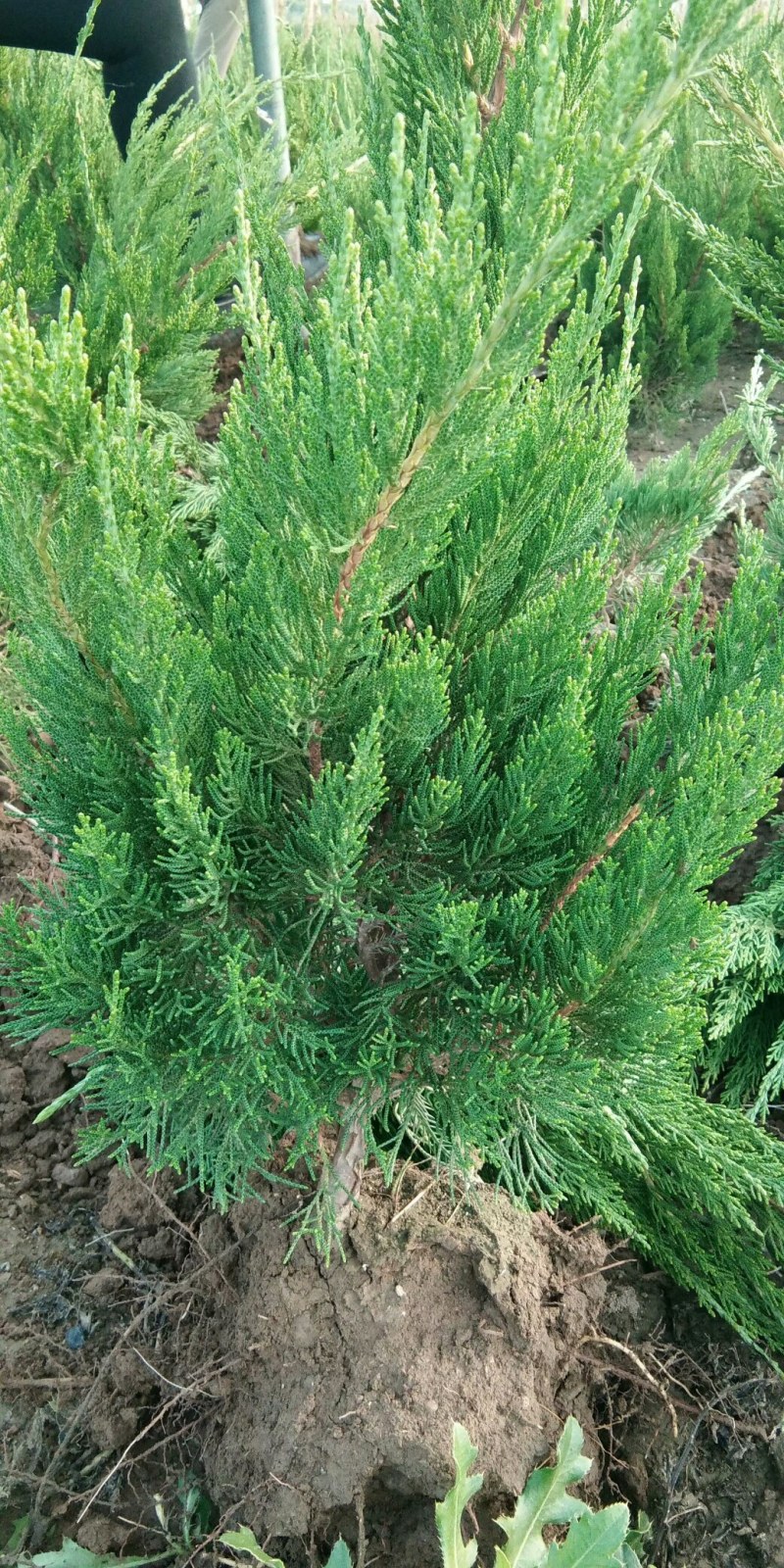 瓜子黄杨，大叶黄杨基地供应，质量保障，成活率高