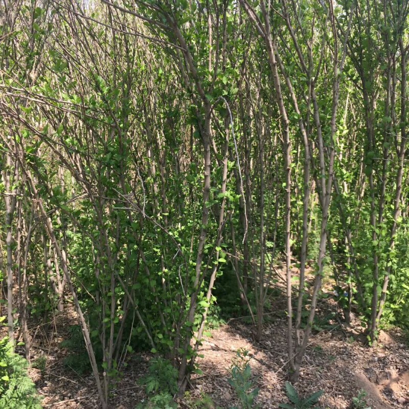 瓜子黄杨，大叶黄杨基地供应，质量保障，成活率高