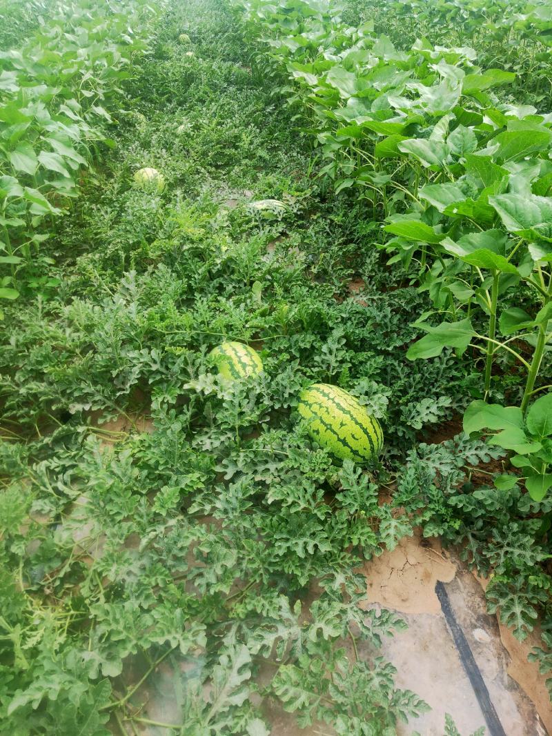 榆林市定边县沙地西瓜上市