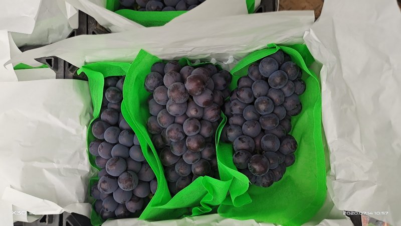 精品夏黑，乒乓球，无核