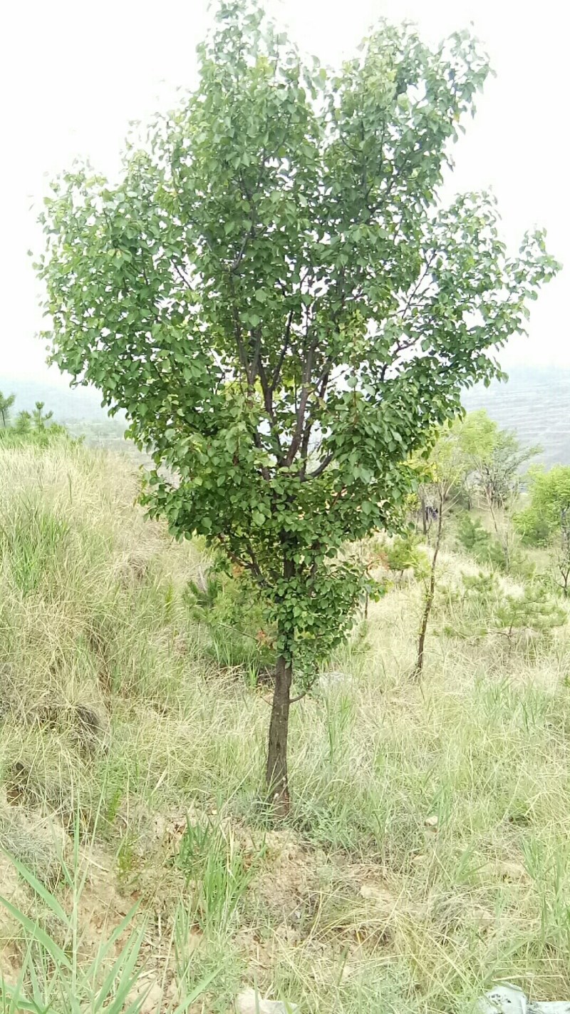 山杏树，树形优美，基地供应，质量保障