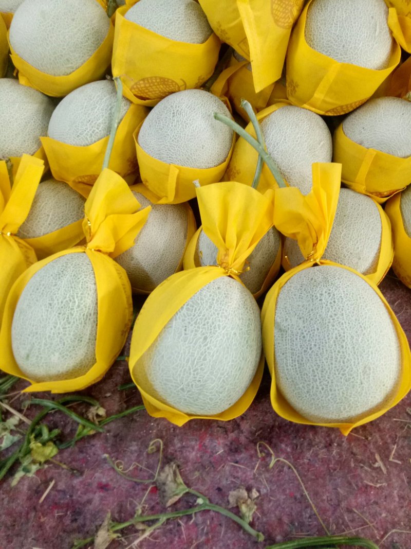 AA精品甜瓜网纹美华