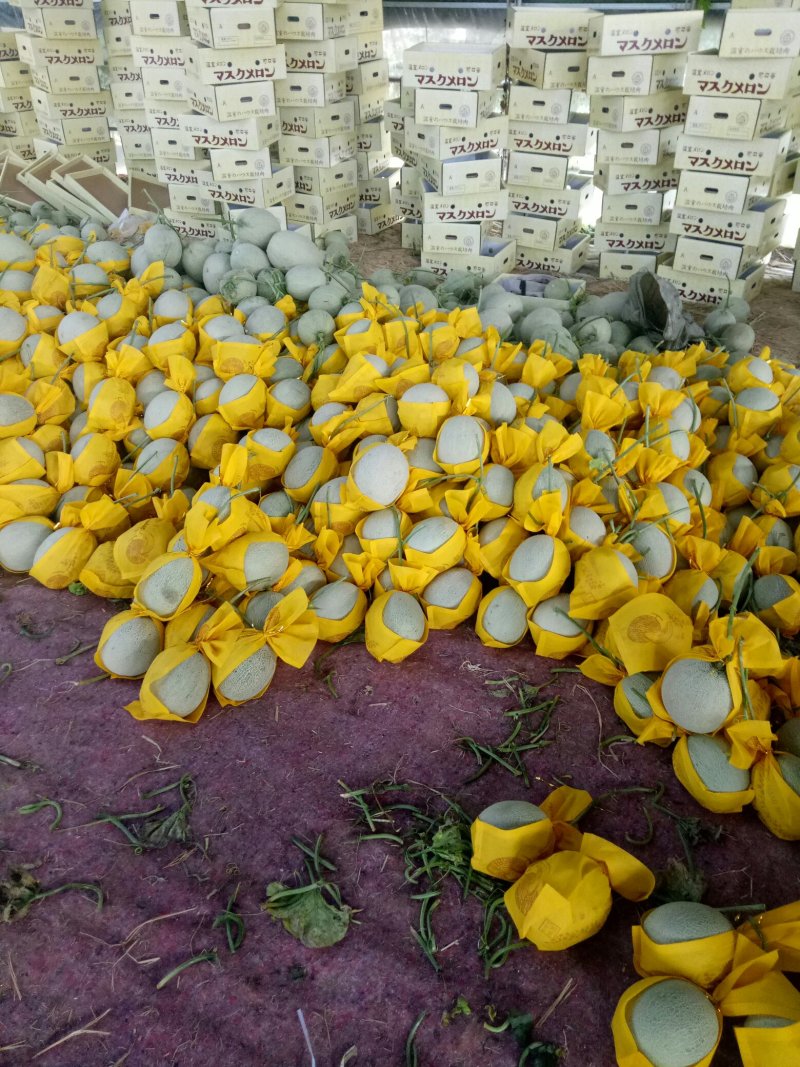 AA精品甜瓜网纹美华