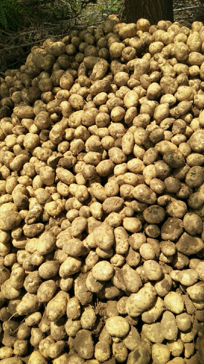 沃土土豆山西长子大量现货，质量好服务周到。