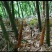 重庆金佛山特产方竹笋